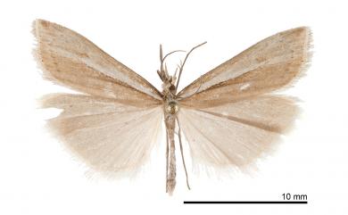 Crambus narcissus Bleszynski, 1961