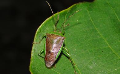 Neojurtina typica Distant, 1921 秀椿象