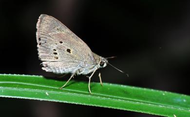 Suastus gremius (Fabricius, 1798) 黑星弄蝶