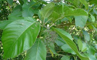 Dendrocnide meyeniana (Walp.) Chew 咬人狗