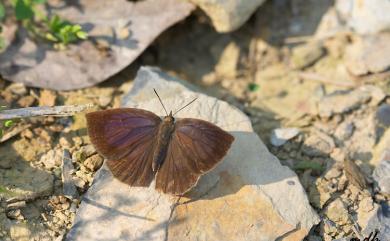 Arhopala paramuta horishana Matsumura, 1910 暗色紫灰蝶