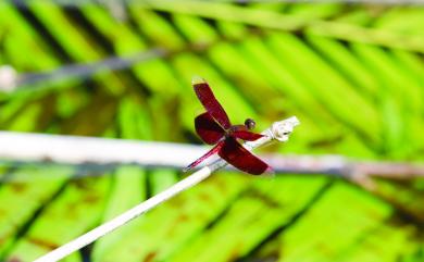 Neurothemis taiwanensis Seehausen & Dow, 2016 善變蜻蜓