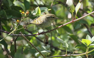 Phylloscopus inornatus (Blyth, 1842) 黃眉柳鶯