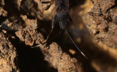 Metochus abbreviatus Scott, 1874 短翅迅足長蝽