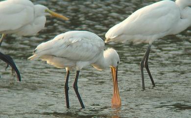 Platalea leucorodia Linnaeus, 1758 白琵鷺