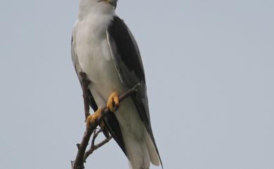 Elanus caeruleus vociferus (Latham, 1790) 黑翅鳶