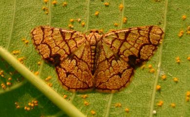 Heterostegane subtessellata (Walker, 1863)