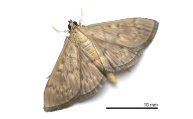 Patania ruralis (Scopoli, 1763)