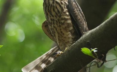 Accipiter trivirgatus formosae 鳳頭蒼鷹