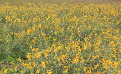 Crotalaria juncea L. 太陽麻