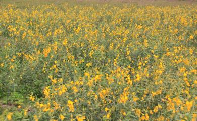 Crotalaria juncea L. 太陽麻