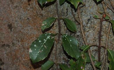 Hydrangea integrifolia Hayata 大枝掛繡球