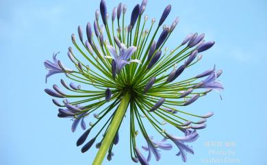 Agapanthus africanus (L.) Hoffmanns. 百子蓮