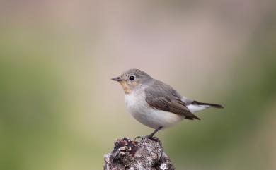 Ficedula parva (Bechstein, 1792) 紅胸鶲