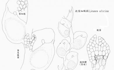 Lejeunea ulicina (Taylor) Gottsche et al. 荊豆葉細鱗蘚