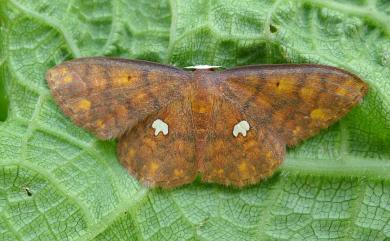 Discoglypha locupletata Prout, 1917 銀掌紋姬尺蛾