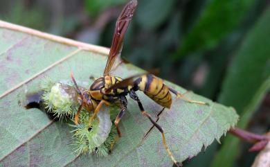 Polistes rothneyi Cameron, 1900 黑紋長腳蜂