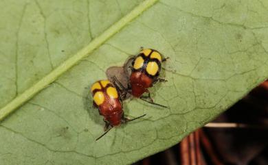 Zeugophora decorata (Chujo, 1937) 黃斑盾胸金花蟲