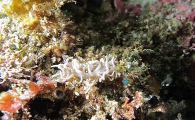 Phyllodesmium briareum (Bergh, 1896) 八放沒藥灰翼海牛