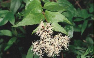 Eupatorium amabile Kitam. 腺葉澤蘭