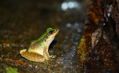 Odorrana swinhoana (Boulenger, 1903) 斯文豪氏赤蛙