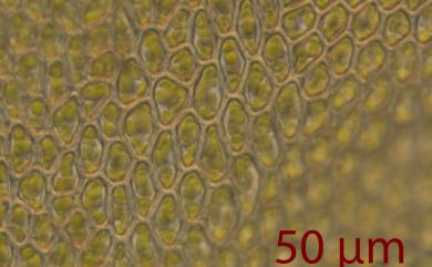 Racopilum aristatum Mitt., 1864 毛尖卷柏苔