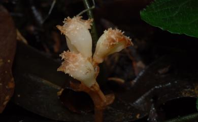 Gastrodia albida T.C.Hsu & C.M.Kuo 白赤箭