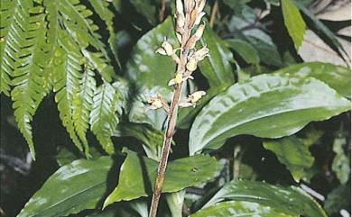 Goodyera grandis Blume 毛苞斑葉蘭