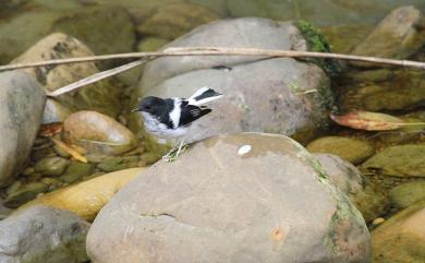 Enicurus scouleri fortis (Hartert, 1910) 小剪尾