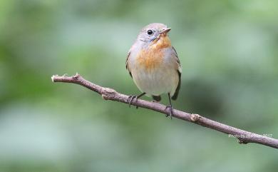 Ficedula parva (Bechstein, 1792) 紅胸鶲