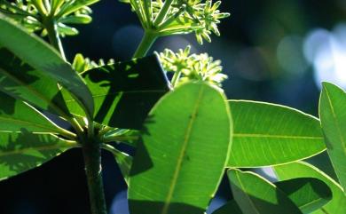 Alstonia scholaris 黑板樹