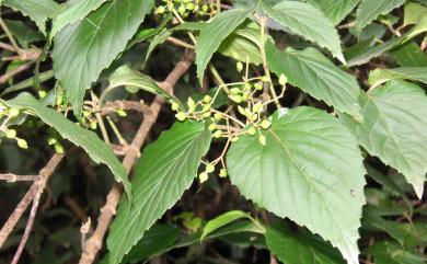 Viburnum formosanum Hayata 紅子莢蒾