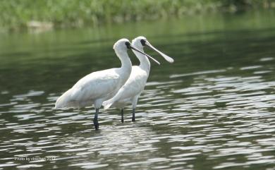 Platalea minor Temminck & Schlegel, 1849 黑面琵鷺