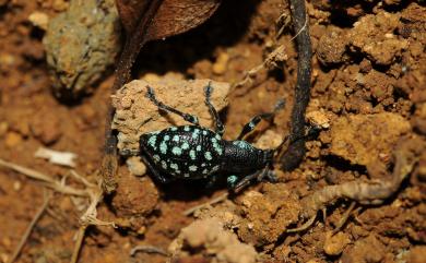 Eupyrgops waltonianus (Adams, 1848) 碎斑硬象鼻蟲