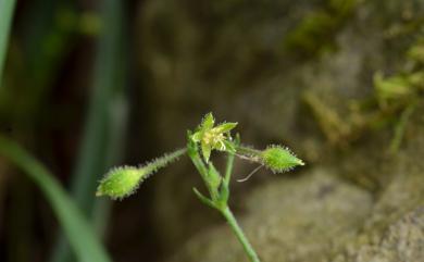 Stellaria monosperma var. japonica 獨子繁縷