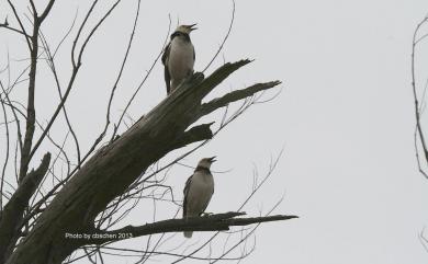 Gracupica nigricollis Paykull, 1807 黑領椋鳥