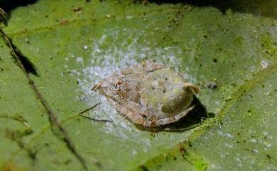 Eriovixia laglaizei Simon, 1877 拉克氏鬼蛛