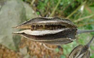 Abelmoschus moschatus Medik. 香葵