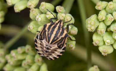 Graphosoma rubrolineatum (Westwood, 1837) 赤條蝽