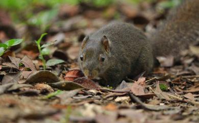 Dremomys pernyi (Milne-Edwards, 1867) 荷氏松鼠