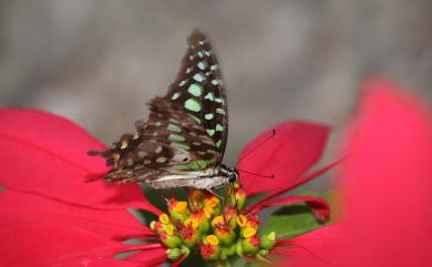 Graphium agamemnon (Linnaeus, 1758) 翠斑青鳳蝶