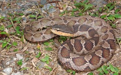 Pseudagkistrodon rudis (Boulenger, 1906) 擬龜殼花