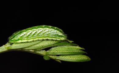 Amblopala avidiena y-fasciatus (Sonan, 1929) 尖灰蝶