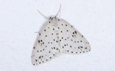 Naxidia punctata (Butler, 1880)