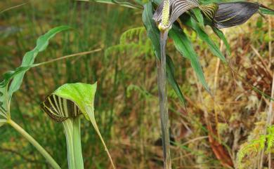 Arisaema consanguineum 長行天南星