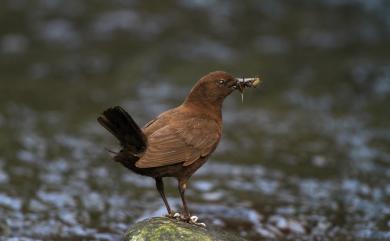 Cinclus pallasii Temminck, 1820 河烏