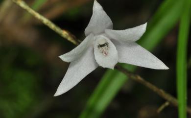 Dendrobium leptocladum Hayata 細莖石斛