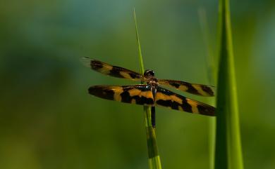 Rhyothemis variegata arria 彩裳蜻蜓