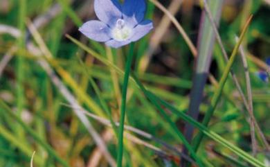 Wahlenbergia marginata (Thunb.) A.DC. 細葉蘭花參