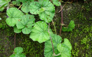 Rubus pectinellus 刺萼寒莓